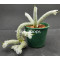 Avonia papyracea - Plant